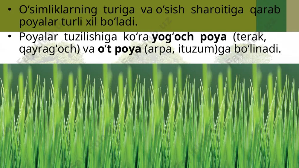(rayhon) va hokazo. poyalar yuzasi silliq yoki tuklar bilan qoplangan bo‘lishi mumkin. poyalarning xilma-xil ko‘rinishlari ma’lum bir maydonda ko‘p sondagi o‘simlik turlariga o‘sish imkonini beradi. demak, poyalar tuzilishiga va o‘sishiga ko‘ra, yog‘och va o‘t poyalarga bo‘linib, shakli, uzunligi va yo‘g‘onligi turlicha bo‘ladi. savol va topshiriqlar poyalar tuzilishiga ko‘ra necha xil bo‘ladi? poyalarning qanday shakllari bo‘ladi? o‘zbekistonda juda baland o‘suvchi qanday daraxtlarni bilasiz? poya yuzasi qanday bo‘ladi? o‘simlik hayotida poyaning qanday ahamiyati bor?