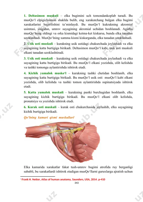 ket kiskarsa, bunda elka tanadan uzoklashadi. musqo‘lning xamma kismi kiskarganda, elka tanadan uzoklashadi. 2. usik usti muskuli – kurakning usik ustidagi chukurchada joylashadi va elka suyagining katta burtigiga birikadi. deltasimon musqo‘l kabi, usik usti muskuli elkani tanadan uzoklashtiradi. 3. usik osti muskuli – kurakning usik ostidagi chukurchada joylashadi va elka suyagining katta burtigiga birikadi. bu musqo‘l elkani yozishda, olib kelishda va tashki tomonga aylantirishda ishtirok etadi. 4. kichik yumalok musko‘l – kurakning tashki chetidan boshlanib, elka suyagining katta burtigiga birikadi. bu musqo‘l usik osti musqo‘l kabi elkani yozishda, olib kelishda va tashki tomon aylantirishda supinatsiyada ishtirok etadi. 5. katta yumalok muskuli – kurakning pastki burchagidan boshlanib, elka suyagining kichik burtigiga birikadi. bu musqo‘l elkani olib kelishda, pronatsiya va yozishda ishtirok etadi. 6. kurak osti muskuli – kurak osti chukurchasida joylashib, elka suyagining kichik burtigiga birikadi. qo‘lning kamari qismi muskullari elka kamarida xarakatlar fakat tush-umrov bugimi atrofida ruy berganligi sababli, bu …