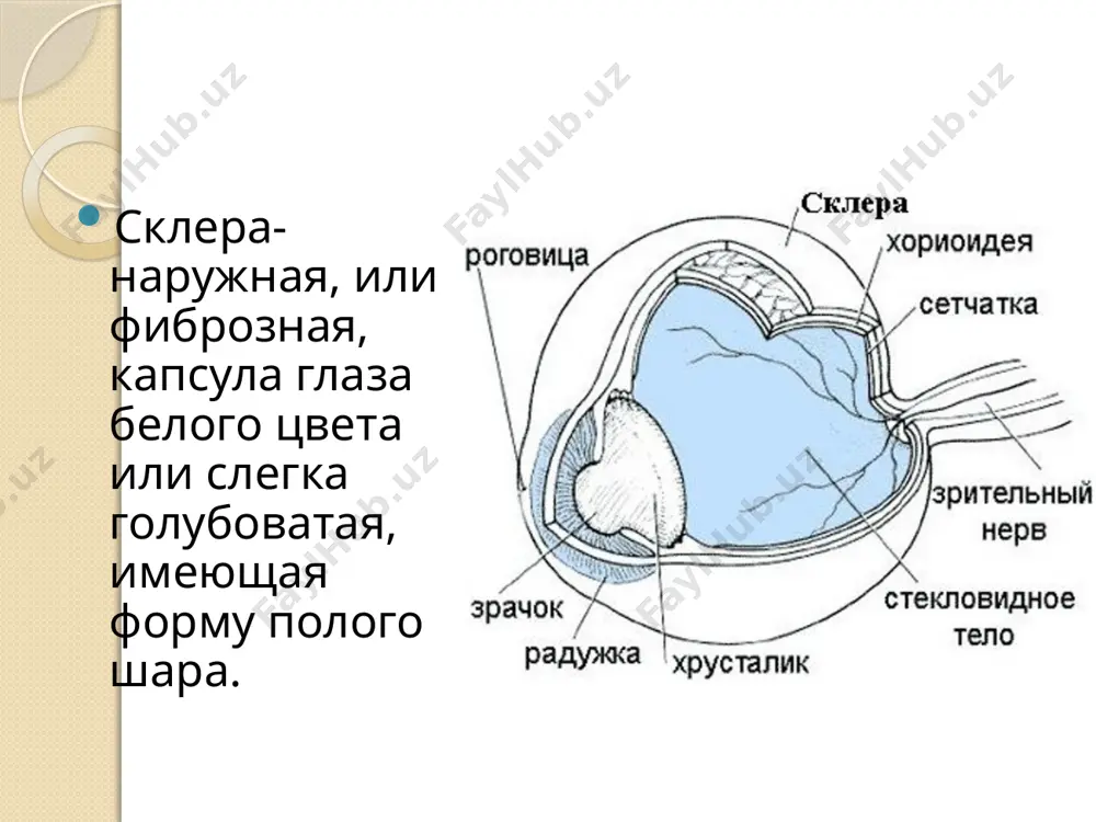 днего возраста, у 1/3 из них развивается одновременно на обоих глазах или сначала на одном, затем на втором глазу. классификация. воспалительный процесс может проявляться в виде распространенного покраснения – диффузный эписклерит, либо в виде ограниченного узелка с покраснением – узелковый эписклерит. клиника -плоские узелки округлой формы вблизи лимба; -узелки покрыты не спаянной с ними гиперемированной конъюнктивой с фиолетовым оттенком; -не сопровождается выраженным покраснением глаза или болью. диагностика при биомикроскопии с помощью щелевой лампы врач-офтальмолог выявляет отсутствие набухания склеры. для диагностики эписклерита врач-офтальмолог также применяет следующие методы обследования: визуальный осмотр, визометрию, тонометрию, рефрактометрию, компьютерную периметрию. из дополнительных методов назначают лабораторные исследования крови: специфические пробы (пробу манту, реакцию вассермана, анализ на вич-инфекцию), флюорографию, а также определяют иммунный статус. с учетом того, что эписклерит является осложнением различных заболеваний, для точной диагностики и лечения необходимы консультации других специалистов – ревматолога, инфекциониста, эндокринолога, аллерголога. лечение: эписклерит имеет доброкачественное течение. в большинстве случаев он проходит без …