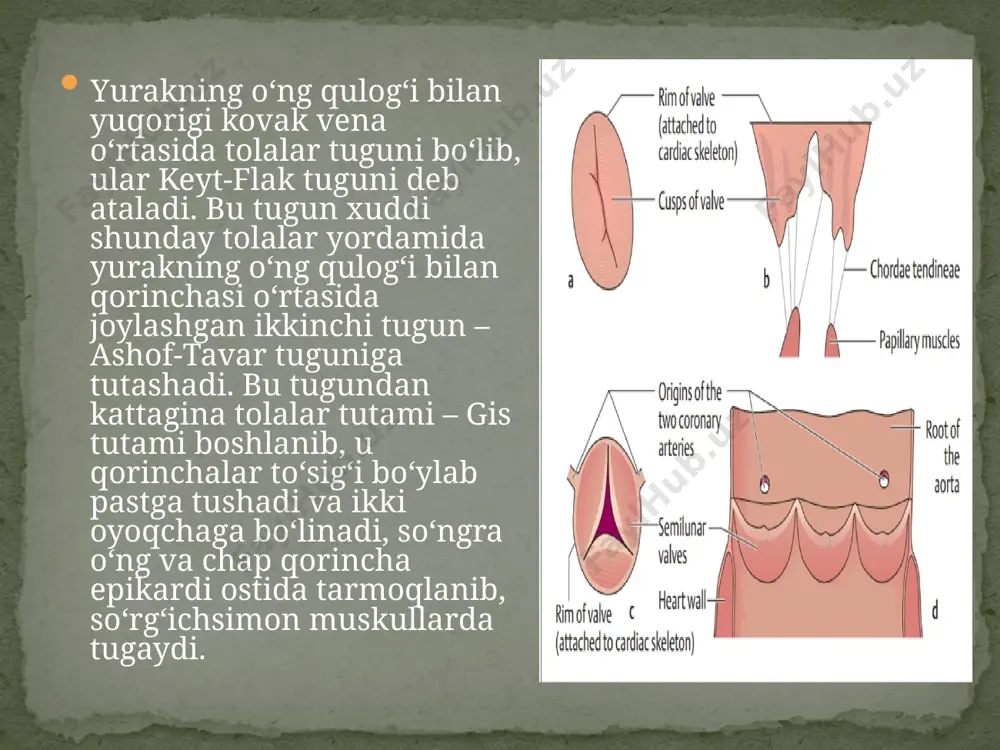 ori kovak vena orqa tomondan o‘ng o‘pka ildiziga tegib turadi. yuqori kovak venaga o‘ng tomonidan toq vena, chap tomonidan esa ko‘ks oralig‘i va perikardning mayda venalari quyiladi. image3.emf image4.png image5.png qon aylanish tizimining yosh xususiyatlari va gigiyenasi mavzu rejasi: 1.yurak, katta va kichik qon aylanish doiralari. 2.pul’s va qon bosimi. ularning yosh xususiyatlari. 3.qon guruxlari va qon quyish. /docprops/thumbnail.jpeg