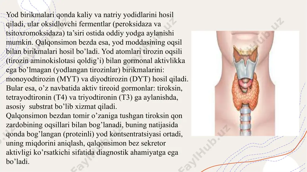 : bemor vrachga orqasini o’girib, boshini oldinga va pastga bir oz engashtirib o’tirgan holatda. bu holatda bo’yin mushaklari bo’shashadi va bezni tekshirish osonlashadi. har bir qo’lning to’rttala barmog’i bez ustida joylashadi, bosh barmoqlar esa bo’yinni orqa tomondan egallaydi; bemor vrachga yuzma-yuz qarab o’tiradi yoki tippatik turadi, bunda har bir qo’lning to’rttala barmog’i bemor bo’ynining yon tomonlarida joylashadi, ikkala bosh barmoq bilan bez paypaslab ko’riladi. bemorda bezni paypaslash vaqtida bemordan yutinish harakatlarini qilish, boshni ko’tarish yoki engashtirish so’raladi. chunki, shunday paypaslab ko’rilganda, bezning chegaralari, uning to’sh ortida yoki yuqoriroqda joylashganligi to’g’risida muhim diagnostik ma’lumotlarni olish mumkin radioaktiv moddalar (i131 va b.) bilan tekshirish yod almashinuvi jarayonining noorganik va organik bosqichlarini o’rganish, yod va gormonlar ishlab chiqarilishining periferik bosqichi to’g’risida xulosa chiqarishga imkon yaratadi. normada qalqonsimon bezda i131 yig’ilishi 2 soatdan keyin 5-10% ni tashkil etsa, 24 soatdan keyin 20-30% ni tashkil etadi. qalqonsimon bez faoliyati oshganda, bu ko’rsatkichning miqdori birmuncha yuqori …