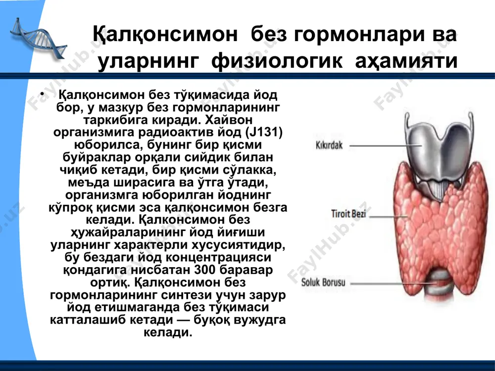 йишини, бу нерв қирқиб кўйилганда эса адреналин секрецияси камайишини 1910 йилда м. н. чебонсаров кўрсатиб берган. бундан англашиладики, буйрак усти безларининг хромаффин тўқимасидан гормон чиқишини нерв системаси қорин яерви таркибидаги симпатик нерв толалари орқали бошқаради. буйрак усти безлари хромаффин тўқимасининг ички секреция функциясйни бошқарувчи марказ олий вегетатив марказлар жойлашган гипоталамусдадир. тажрибада гипоталамусга таъсир этилганда қондаги катехоламинлар миқдори ортиб кетади. буйрак усти безларининг секретор нервлари таъсирланганда адреналин чиқиши ҳам, норадреналин чиқиши ҳам кучаяди. адреналии дастлаб норадреналинга нисбатан бир мунча ортиқ чиқади, лекин таъсирот давом этаверса, бора-бора адреналин чиқиши камайиб, норадреналин кўпроқ чиқади. буйрак усти безларининг иши узоқ вақт кучайтирилса, улар гормонни адреналинга қадар тобора кам синтез қилиб, оралиқ модда — норадреналинни тобора кўп чиқаради. хромаффин тўқиманинг ички секреция функцияси бузилганда организмда рўй берувчи ўзгаришлар. иккала буйрак усти безининг хромаффин тўқимаси олиб ташланган (безларнинг пўстлоқ қаватини қолдириш зарур) ҳайвонлар оғир ҳаёт шароитига чидамсиз бўлиб қолади: масалан, улар шикастланса, буйрак усти безлари зарарланмаган …