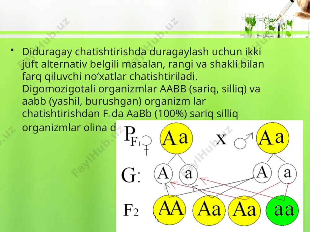 va silliq = 3/4x3/4 = 9/16; yashil va silliq = 3/4x1/4 = 3/16; sariq va burushgan = 3/4x1/4 = 3/16; yashil va burushgan =1/4x1/4 = 1/16. аllel juftlar soni gameta xillari soni gametalarning kombinatsiyalanish soni genotipik sinfl ar soni fenotipik sinfl ar soni ajralishning fenotipik formulasi 1 21=2 41=4 31=3 21=2 (3:1)1=3:1 2 22=4 42=16 32=9 22=4 (3:1)2=9:3:3:1 3 23=8 43=64 33=27 23=8 (3:1)3=27:9:9:9:3:3:3:1 image2.jpeg image3.png image4.png image5.png image6.jpeg image7.png image8.jpeg image9.png image10.jpeg image11.jpeg image1.jpeg /docprops/thumbnail.jpeg
