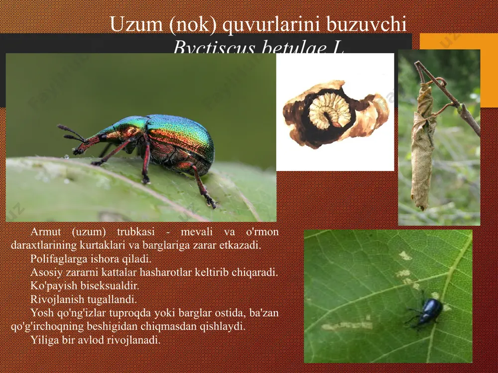 ildiz va barg zararkunandalari - Page 5