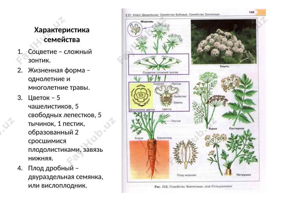 семейство зонтичные - Page 2