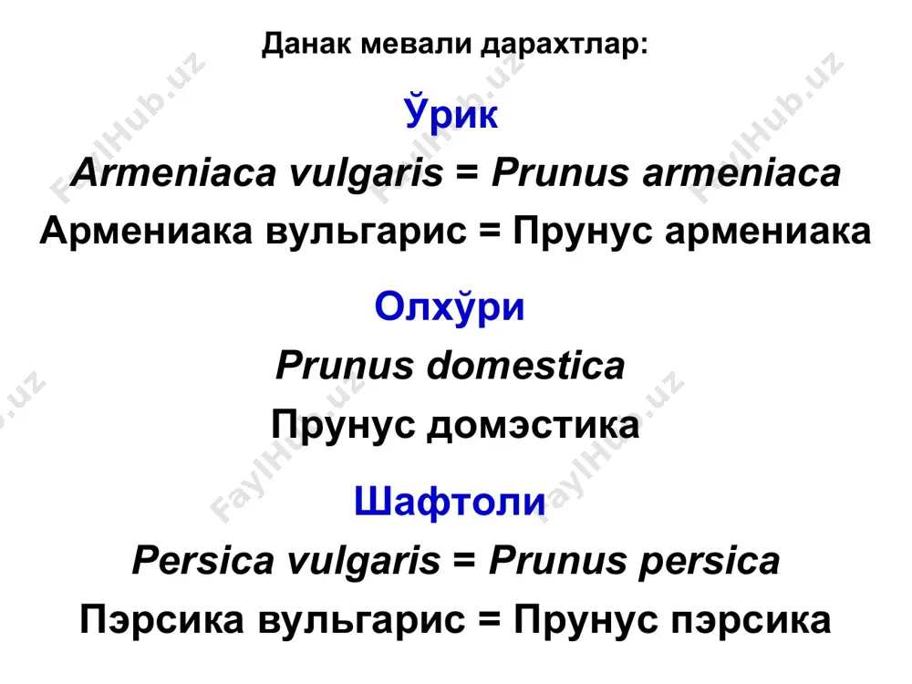 лар касалликлари клястероспориоз ўзбекистонда клястероспориоз (монилиоз билан бирга) ўрикнинг иккита энг зарарли касалликларидан биридир, шафтолига ҳам иқтисодий зарар етказади. гилос, олча, тоғолча, бодом, олхўри ва prunus туркумига мансуб бошқа турлар камроқ зарарланади. баҳор сернам ва салқин келса (мисол учун, 2019 ва 2020), ўрик меваларининг усти қўтир билан қопланади, бозорбоплигини ва истеъмол қилишга яроқлилигини йўқотади. қишлоқ хўжалик фитопатологияси данак мевали дарахтлар касалликлари клястероспориоз касаллик белгилари ва ривожланиши. касаллик билан дарахтларнинг барг, новда, куртак, гул, гул тугунлари, мевалари ва шохлари зарарланади. уларда оч-жигарранг тусли, атрофида қизғиш-бинафша, қизғиш-қўнғир ёки тўқ-қизил ҳошияли доғлар пайдо бўлади. доғлар ўсиб кенглиги 2-5 ммга етади, улардан елим оқиб чиқади. доғлар билан қопланган тўқима 2-3 ҳафта ичида қуриб қолади ва тушиб кетади, барглар илма-тешик бўлиб қолади. ўрик мевасида ва новдасида клястероспориоз касаллигининг белгилари қишлоқ хўжалик фитопатологияси данак мевали дарахтлар касалликлари клястероспориоз касаллик белгилари ва ривожланиши. зарарланган баргларнинг кўпчилиги тўкилади, натижада қишловчи куртаклар уйғонади, дарахтлар совуққа чидамсиз бўлиб қолади ва …