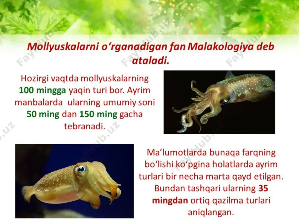 molyuskalar yoki yumshoq tanlilar tipining tafsiloti - Page 3
