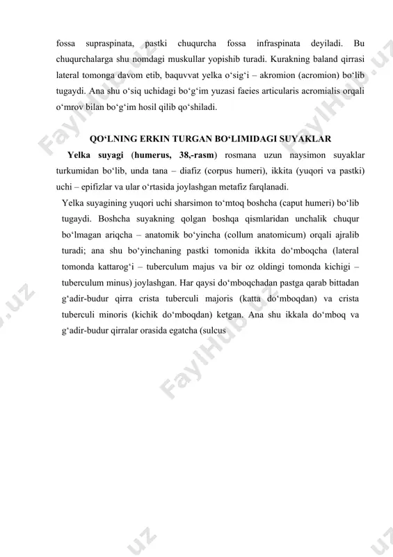 yakdan iborat: medial tomonda tirsak suyagi, lateral tomonda esa bilak suyagi. tirsak suyagi (ulna, 39- rasm) ning yuqori yo‘g‘on uchida yelka suyagining g‘altagi bilan qo‘shiladigan kattagina g‘altaksimon bo‘g‘im o‘ymasi (incisura trochlearis) bor. bo‘g‘im o‘ymasi old tomonda toj o‘sig‘i (processus coronoideus) va orqa tomonda tirsak o‘sig‘i (olecranon) bilan chegaralanib turadi. toj o‘sig‘ining lateral tomonida bilak suyagining boshchasi bilan bo‘g‘im tuzilishi uchun botiq yuzacha (incisura radialis) joylashgan. toj o‘sig‘ining pastida (oldingi tomonda) yelka muskuli yopishishidan paydo bo‘lgan g‘adir-budur joy tirsak g‘adir-buduri (tuberositas ulnae) deb ataladi. tirsak suyagining tanasida oldingi, orqa va medial yuzalar bo‘lib, ular oldingi, orqa va oraliq qirralar bilan ajralgan. tirsak suyagining pastki uchi yumaloq tirsak boshi (caput ulnae) bilan tugaydi, uning medial chekkasida esa bigizsimon o‘siq (processus styloideus) chiqib turadi. uning yonida bilak suyagining botiq bo‘g‘im yuzasi bilan birlashadigan doira bo‘g‘im yuzasi (circumferentia articularis ulnae) bor. 39-rasm. tirsak suyagi (ulna). old yuzasi. 1 – olecranon; 2 – tuberositas ulnae; …