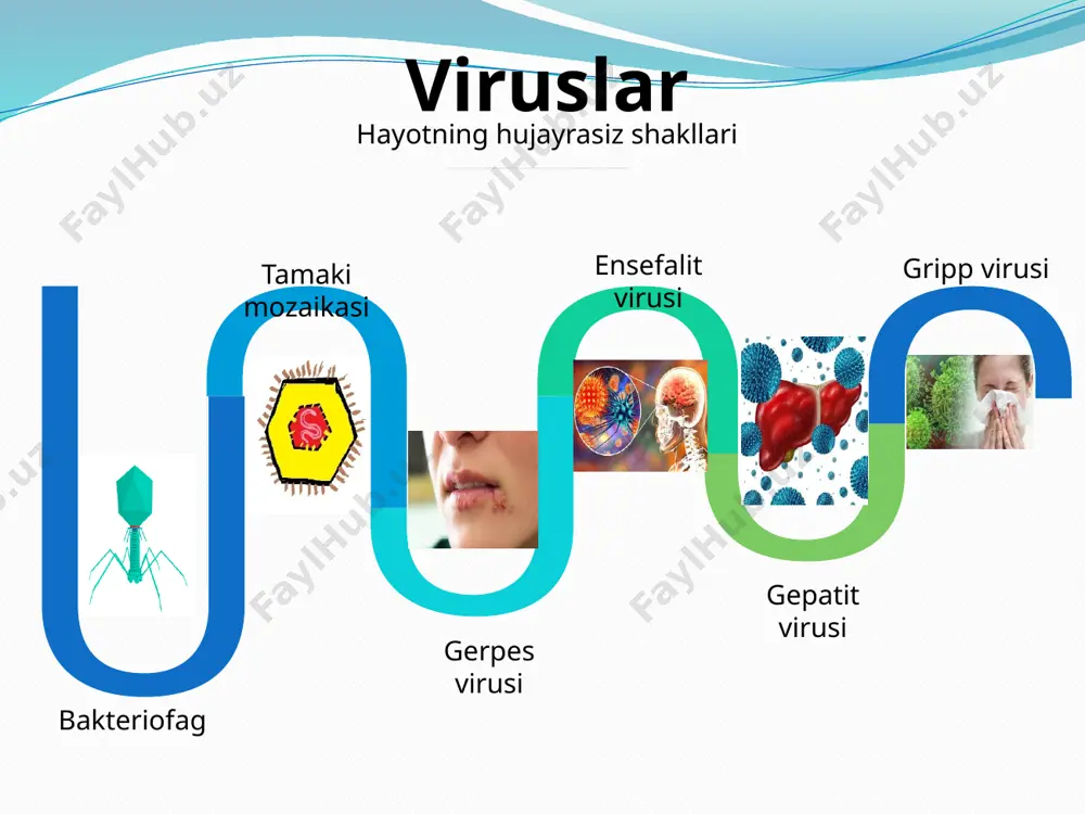 mkin shu bilan birga aloxida kichik qo‘sh zanjirli dnk molekulalari - plazmidlar bilan xam almashadilar. ikkita bakteriya o‘rtasidagi irsiy axborot almashinuvi sitoplazmatik ko‘prik orqali bo‘lishi mumkin, shu bilan birga bitta bakterial hujayra dnksining kichik qismini o‘zlashtirgan viruslar yordamida boshka bakteriyalarga o‘tkaziladi. noqulay sharoitlarda(sovuq, issiq) ko‘pchilik bakteriyalar spora xosil qilish xususiyatiga ega.spora xosil qilishda bakterial xromasoma atrofida aloxida pishiq qobiq xosil bo‘ladi, hujayraning qolgan maxsuli nobud bo‘ladi. spora o‘n йиллаб nofaol xolatda bo‘lishi mumkin, qulay sharoit tug‘ilganda undan yana faol bakteriya xosil bo‘ladi. mikoplazmalar –eng sodda prokariotlar bo‘lib saprofit yoki parzit xayot kechiradi. viruslardan farqli ravishda ularda barcha tirik organizmlardagi kabi xayot faoliyati yuzaga chiqadi, barcha xujayralar uchun xarakterli bulgan (oksil, dnk, rnk) makromolekulalarning to‘liq to‘plamiga ega. 300 ga yakin fermentlarni o‘z ichiga oladi, 1200ga yaqin molekulalardan tashkil topgan. prokariotlar tabiatda moddalarning davriy almashinuvida muxim o‘rin o‘ynaydi (sianobakteriya) - organik moddalarni sintezlovchi sifatida,bakteriyalar –organik moddalarni sintezlovchi sifatida ko‘pchilik bakteriya tibbiy va …