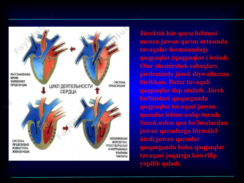 úlken hám kishi qan aylanıw sheńberi - Page 4