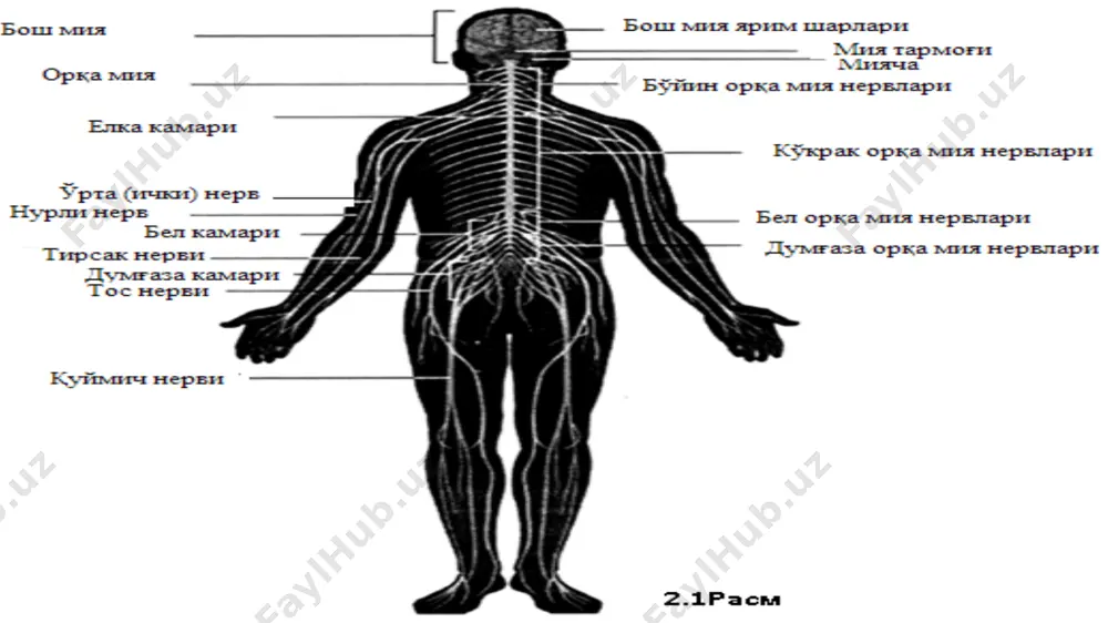 olda o‘tkazilib turiladi.[3] neyron tanasining o‘rtacha diametri 0,01 mmni, bosh miyadagi neyronlarning umumiy soni esa 100 mlrd.ni tashkil etadi. psychology david g. myers hope college holland, michigan . 74p ong psixikaning eng yuksak darajasi bo‘lib u faqat insongagina xosdir. ong ijtimoiy tarixiy sharoitda odam mehnat faoliyatining tarkib topishida til yordamida boshqa kishilar bilan doimiy munosabatda bo‘lish natijasidir. bu ma’noda ong mutafakkirlar ta’kidlab o‘tganlaridek, ijtimoiy mahsulotdir. ong yuzaga kelishining asosiy sharti, vositasi tildir. psixikaning eng quyi darajasi ongsizlikdir. ongsizlik – bu shunday psixik jarayonlar va hodisalar yig‘indisiki, unda inson o‘z xatti-harakatlariga javob bermaydi, anglamaydi. bunga tush ko‘rish, ba’zi patologik hodisalar, alaxlash, gallyusinatsiya kabilar kiradi. [2] markaziy nerv tizimining tor aloqasida ikkinchi aloqa tizimi ya`ni endokrin tizimi joylashgan. endokrin tizimining temir moddalari kimyoviy gormonlarni ishlab chiqaradi. bu gormonlar tananing bir to’qimasida ishlab chiqariladi.va qon oqimi bilan boshqa to’qimalarga quyiladi va ularga ta’sir qiladi. psychology david g. myers hope college holland, michigan 81p …