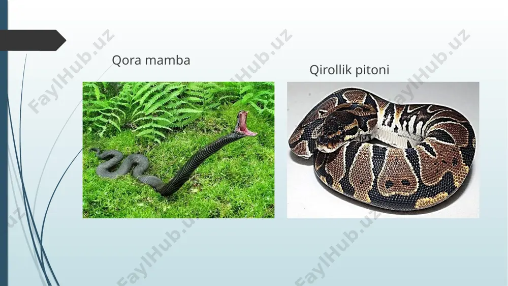 maxsus zardob yuboriladi. bunday zardoblar toshkentdagi vaksina va zardoblar ilmiy tad-qiqot intida tayyorlanadi. i.z.dan tayyorlangan preparatlar shi-fobaxsh dori sifatida ishlatiladi, mas, vipraksin, nayasin va viprosallar yalligʻlanishga qarshi va ogʻriqsizlantiruvchi xossalarga ega boʻlib, revmatizm va nerv kasalliklarini davolashda qoʻllaniladi. i. z.dan ajratib olingan fermentlar nuklein kislotalar va oqsil moddalar strukturasini, organizmning baʼzi ferment sistemalarini, oqsillar almashinuvida oraliq moddalar hosil boʻlishini oʻrganishda koʻllanilmoqda. oʻzbekiston fa biokimyo institutipa. oʻrta osiyodagi zaharli ilonlar zaharining kimyoviy tarkibi va taʼsiri oʻrganiladi. ilonlardan har 25—30 kunda bir marta zahar olinadi. oʻzbekistonda uchraydigan ilonlardan kuzoynakli ilon (kapcha ilon) va koʻlbor ilon (gyurza)da koʻp, charx ilon va boʻsh ilon (qalqontumshuq ilon)da kamroq, choʻl qora iloni (gadyuka)da juda kam zahar boʻladi. har galda koʻpi bilan 0,1 g quruq zahar olish mumkin. ilon zahari oltindan 100 baravar qimmat! malumki bir necha daqiqa oldin ilon zahari xaqida maqola yozilishi xaqida malumot bergandik. yurtimizda ilon zahrini sotish bilan shug'ullanuvchilar eksportga bir grammini 1100 …