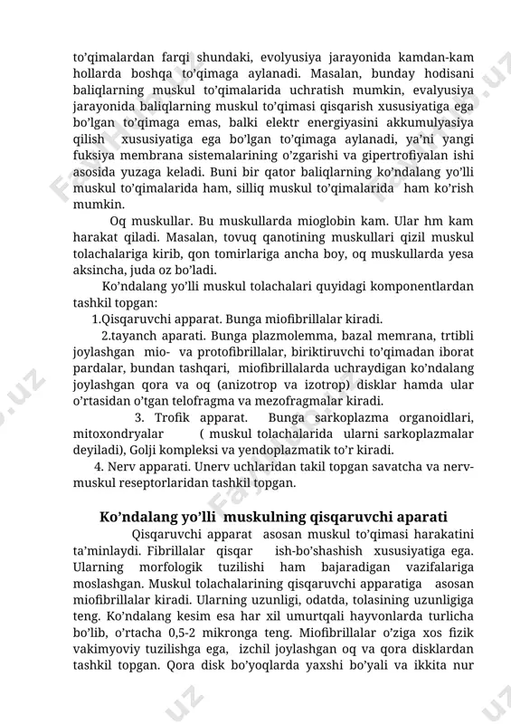 yoki ozligiga qarab ular quyidagicha farq qilinndi: qizil muskullar. bu muskullarda mioglobin ko’p bo’lib, ularga tez harakatlanadigan muskullar kiradi. masalan, kolibra nomli qushning qanot muskullari tez harakatlanadigan muskullar jumlasidandir. bu qush juda kichkina bo’lib, uzunligi 5-21 sm, vazni 2-10g, juda tez uchadi. ulardan ba’zilari bir sekundda 80tagacha qanot qoqadi, uchish tezligi soatiga 80km, bir nuqtada uchib tur ishi ham mumkin, orqaga ham ucha oladi. muskul to’qimasining boshqa xil to’qimalardan farqi shundaki, evolyusiya jarayonida kamdan-kam hollarda boshqa to’qimaga aylanadi. masalan, bunday hodisani baliqlarning muskul to’qimalarida uchratish mumkin, evalyusiya jarayonida baliqlarning muskul to’qimasi qisqarish xususiyatiga ega bo’lgan to’qimaga emas, balki elektr energiyasini akkumulyasiya qilish xususiyatiga ega bo’lgan to’qimaga aylanadi, ya’ni yangi fuksiya membrana sistemalarining o’zgarishi va gipertrofiyalan ishi asosida yuzaga keladi. buni bir qator baliqlarning ko’ndalang yo’lli muskul to’qimalarida ham, silliq muskul to’qimalarida ham ko’rish mumkin. oq muskullar. bu muskullarda mioglobin kam. ular hm kam harakat qiladi. masalan, tovuq qanotining muskullari qizil …