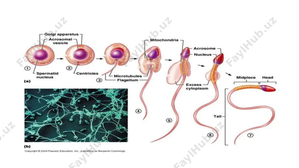 and nonimmune) e. syphilis (due to inflammation and edema) 2. small placentas postdatism iugr placental infarcts placenta succenturiata may have all 1. preterm delivery 2. pph 3. missing lobe 4. sepsis and subinvolution a) 1,2,3 b)1,2,3,4 c)2,3,4 d)3,1,4 extra chorial placentation : circummarginate placenta here the chorionic plate is covered by a single fold of amnion and chorion and there is fibrin and old hemorrhage between the placenta and overlying amnio-chorion. thus the transition between fetal surface and maternal surface is smooth. (ii) circumvallate placenta here chorionic plate is covered by a double fold of amnion and chorion so between maternal surfaceand fetal surface a value like structure i s seen. sonographically this double fold appears as a thick linear band or echo on shelf-like structure risk of aph and preterm labour circumvallate circummarginate succenturiate lobes velamentous placenta a 32-year-old, primigravidsa 34 weeks pregnant. she has had one previous caesarean …