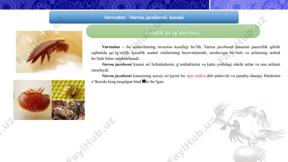 li hasharotlar turkumiga kiruvchi hasharotdir. yetuk hasharotlar qanotsiz bo‘lib, uzunligi 1,3 mm, eni esa 1 mm gacha, qizil-qo‘ng‘ir tusda, tanasi qora tukchalar bilan qoplangan. hasharotning boshchasi katta, yassilangan, uchburchaksimon shaklda. ko‘kragi kalta, enli va shaybasimon shaklda, qorinchasi uzunasiga biroz cho‘zilgan, ovalsimon bo‘lib, besh bo‘g‘indan iborat. braulalar odatda ona arilar yoki ishchi arilar va kamdan kam hollarda esa erkak arilarning ko‘kragida yopishib olib parazitlik qiladi. braulalar ona va ishchi arilarning ozuqasi bilan oziqlanadi . diagnoz va differensial diagnoz. kasallikka diagnoz kasal ona va ishchi arilarni ko‘zdan kechirib, ularning tanasida braulalarni topish asosida qo‘yiladi. diagnozni tasdiqlash uchun yaqin atrofda joylashgan veterinariya laboratoriyasiga topilgan parazitlarni yuborib tekshiriladi. braulyoz kasalligini; varroatoz, akarapidoz, meleoz kasalliklaridan farq qila olish kerak. davolash va oldini olish chora- tadbirlari davolash, oldini olish va qarshi kurashish tadbirlari. davolashda; chumoli kislotasi, amitraz-125,, bisanar, fenotiazin, tedion, efir-sulfonat, folbeks kabi preparatlar ishlatiladi. ularni qo‘llash usuli xuddi varroatoz kasalligini davolash usuliga o‘xshashdir. kasallikni oldini …