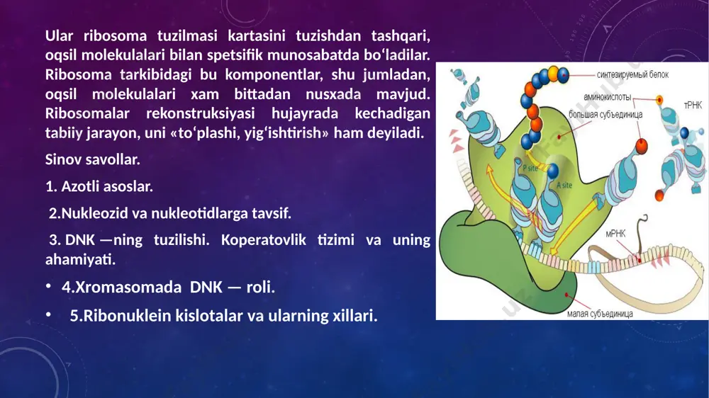 ribosomalar - Page 5