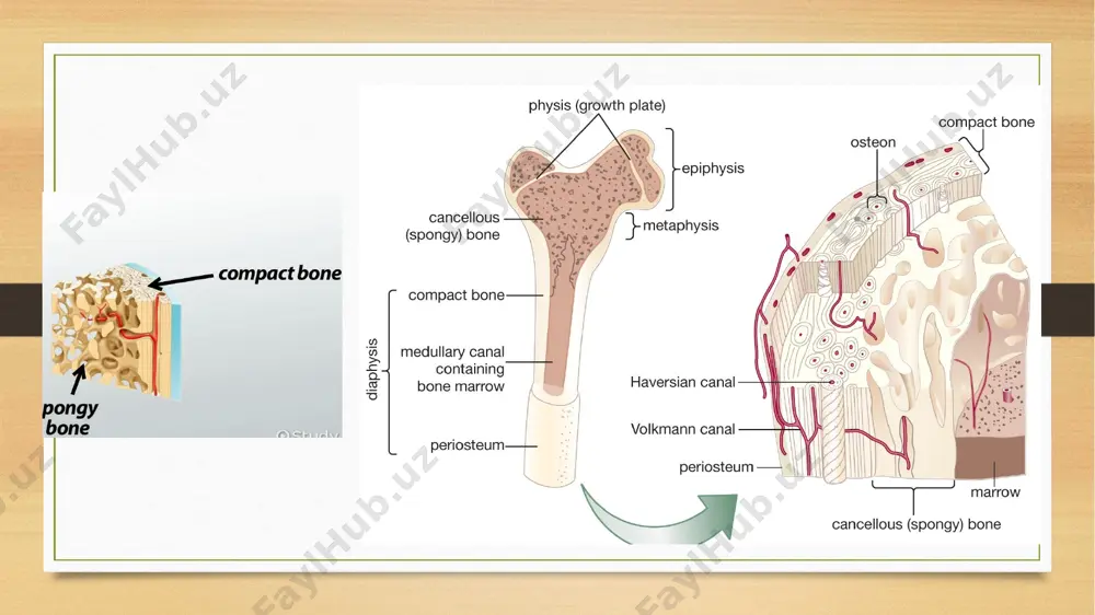 bones anatomy and physiology - Page 3