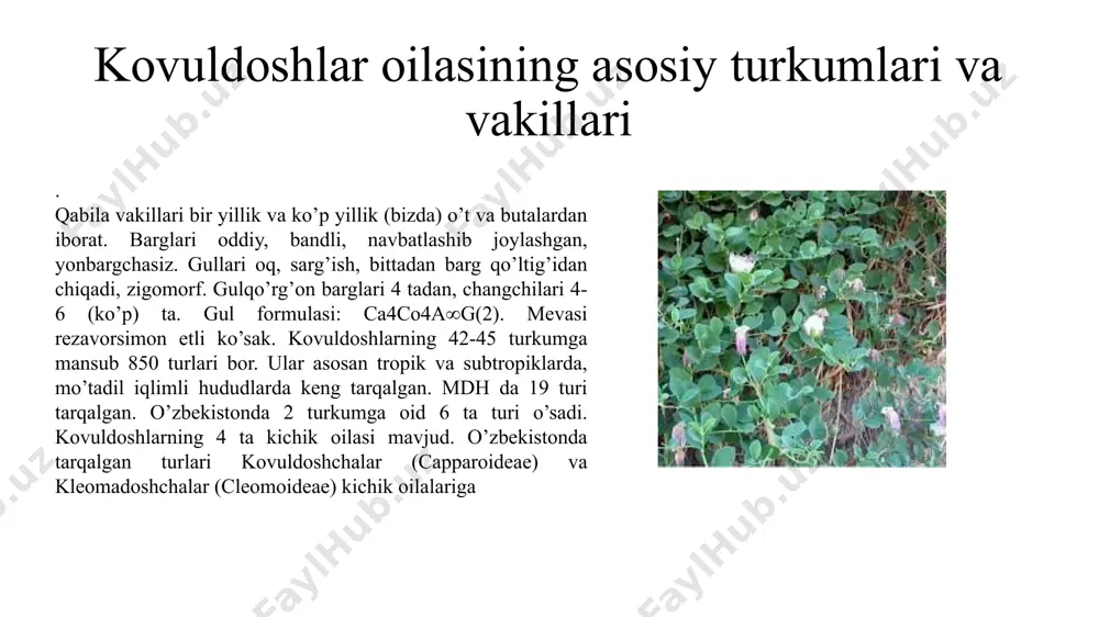 a (madaniylari bilan) turi tarqalgan. bulardan eng muhimi bosh karam turidir (brassica oleraceae var. capitata). ikki yillik o’t. gullari yirik, qo’zog’i qisqa va yo’g’on. birinchi yili katta boshcha hosil qiladi. bu karam ovqat uchun ishlatiladi. boshcha ichida qisqargan etli poya bo’ladi. bu boshcha ikkinchi yili ekilsa, undan bo’yi 100-150 sm poya chiqadi. poyaning yuqori qismida to’pgul (shingil) hosil bo’ladi. gullari sariq, mevasi ko’p urug’li qo’zoq. qatron - crambe turkumi 20 turdan iborat. ular yevropa va o’rta eer dengizi atroflarida keng tarqalgan. gullari oq yoki sariq, mevasi 2 bo’g’imli. o’rta osiyoda 5 turi, o’zbekistonda 4 turi o’sadi. qatron (crambe kotschiana) ildizi yo’g’on, etli, bo’yi 50-150 sm oralig’idagi, gullari oq, ko’p yillik o’t o’simlik. cho’ldan tog’larning o’rta qismigacha bo’lgan mayda chag’ir toshli, shag’alli tuproqlarda, yo’l yoqalarida va tashlandiq yerlarda o’sadi. jag’-jag’ - capsella turkumi 5 ta turni o’z ichiga oladi. o’zbekistonda uning jag’-jag’ yoki achambiti c. bursa pastoris turi dorivor o’simlik sifatida …