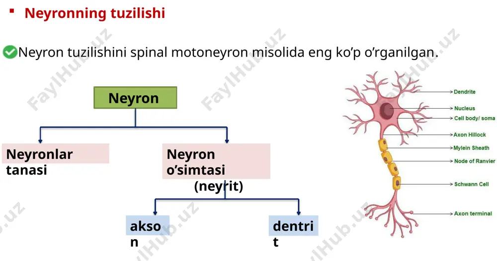 nerv sistemasi fiziologiyasi. sinapslar - Page 5