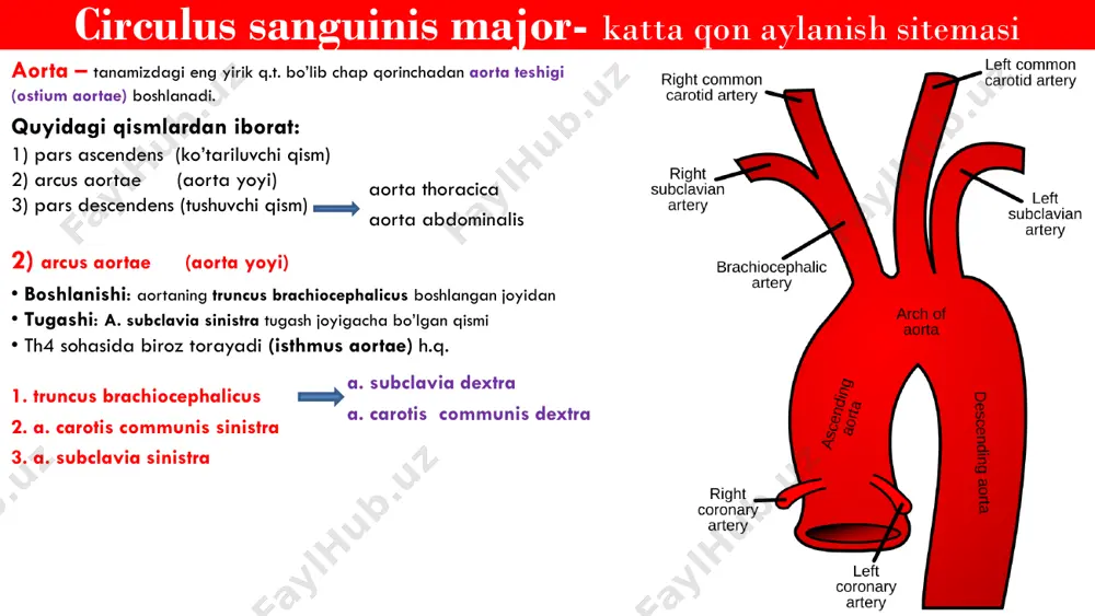 lis profunda a. buccalis a. pterygoideus a. pharyngealis a. infraorbitalis a. sphenopalatina a. palatina majoris a. alveolaris superior posterioris a. carotis externa – tashqi uyqu arteriyasi iv. terminal shoxlar 1) a. maxillaris: a. auricularis profunda a. tympanica anterior a. alveolaris inferior a. meninea media a. masseterica a. temporalis profunda a. buccalis a. pterygoideus a. pharyngealis a. infraorbitalis a. sphenopalatina a. palatina majoris a. alveolaris superior posterioris a. carotis externa – tashqi uyqu arteriyasi iv. terminal shoxlar 2) a. temporalis superficialis: • a.zygomaticoorbitalis • a. transversa facialis • rr. auricularis anterior • a. temporalis media • r. frontalis • r. parietalis e’tiboringiz uchun raxmat @medic_planet @dr_mashrapov_javohir @medical_planet xato va kamchiliklarga rozi bo’lasiz do’stlar qandaydur savol va takliflar bo’lsa quyidagi ijtimoiy tarmoqlar orqali bog’lanishingiz mumkin.