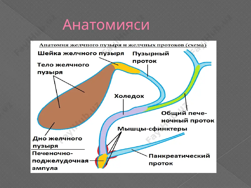 utpufagiva utyullarni o'ltratovush texnologiyasi - Page 3