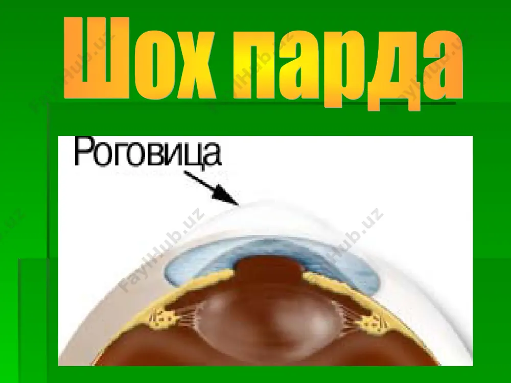 - мышца мюллера (fabrae circulares, m.mulleri, 1857) собственно сосудистая оболочка самая обширная часть сосудистого тракта она выстилает весь задний отдел склеры на протяжении от orea serrata до места выхода из нее через решетчатую пластинку зрительного нерва большая часть сосудистого тракта состоит из кровеносных сосудов, питающих внутренние ткани глазного яблока и его содержимое. наполнение хориоидеи кровью происходит в основном из четырех задних коротких цилиарных артерий выделяют следующие хориоидальные слои: супрахориоидальное пространство слой крупных сосудов (оболочка галлера) слой средних сосудов (оболочка заттлера) хориокапиллярный слой внутренняя поверхность хориоидеи, обращенная к сетчатке, покрыта эластичной оболочкой – стекловидной пластинкой (мембрана бруха) анатомические особенности нет чувствительных нервных окончаний и поэтому развивающиеся в ней патологические процессы не вызывают болевых ощущений образующие ее сосуды не анастомозируют с передними ресничными артериями и вследствие этого при хориоидитах передний отдел глаза выглядит интактным преломляющая сила хрусталика варьируется от 19,11 до 33,06 дптр у взрослого человека представляет собой прозрачное, желтоватое, полутвердое, бессосудистое …