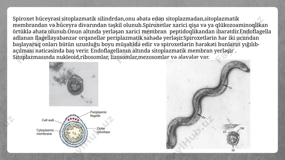 spiroxetlərin morfologiyası və təsnifatı. aşkar edilmə üsulları. - Page 5