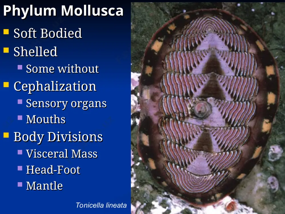 (region of mantle cavity) release of glochidia veliger larvae glochidia attach to gills of fish and are distributed fig. 16.35a phylum mollusca, class cephalopoda closed circulatory system shell: lost in octopus, extremely reduced and enclosed in mantle in squid, planar spiral in nautilus cephalization eye beak around mouth tentacles/arms fig. 16.37 cephalopod anatomy fig. 16.38a squid are the largest cephalopods nautilus anatomy fig. 16.36b cephalopod eye fig. 16.39 mating fig. 16.40 direct development in cephalopods color & morphology changes for camouflage