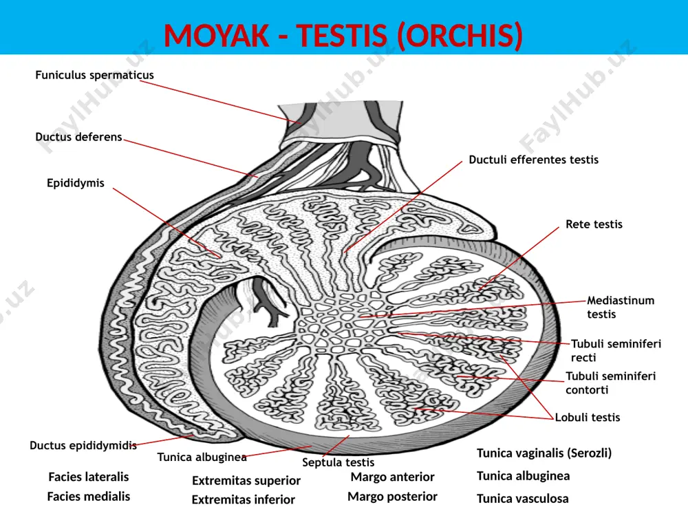 erkaklar tanosil a’zolari-organa genitalia masculina - Page 3