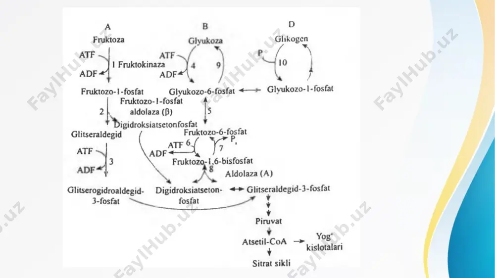 nfosforilaza ikki shaklda mavjud: 1) fosforillangan - faol (“a” shakl); 2) defosforillangan - nofaol (“b” shakl). fosforillanish, fermentning serin qoldiqlaridan birida, fosfat qoldiqlarining atf dan gidroksil gruhga ko‘chirilish yo‘li bilan amalga oshiriladi. buning natijasida fermentning faolligi ortadi, molekulasi esa - konformatsion o‘zgaradi. glikogenfosforilazaning ikki shaklining o‘zaro ay lanishi, fosforilaza kinazasi va fosfoproteinfosfataza (glikogen molekulasi bilan struktur bogmangan ferment) fermentlari ta’sirida ta’minlanadi. • o‘z navbatida, fosforilaza kinazasi va fosfoproteinfosfataza aktiv ligi hann fosforillanish va defosforillanish yo‘li bilan boshqariladi. glikogenning sintezi (a) va parchalanishi (b). glyukoza qoldiqlarining glikogendan fosforilitik ajralishining gormonal boshqarilishi. qondagi glyukoza miqdorining boshqariluvi qonda glyukozaning miqdori sog lom kishilarda normada ci bo‘yicha 3,6-6,1 mmol/l (yoki tå bo‘yicha 70-120 mg%) bo‘lib, kamayishi gipoglikemiya, ko‘payishi giperglikemiya va giperglikemiya vaqtida siydik bilan glyukozaning ajralishi esa glikozuriya deyiladi. regulyator organ jigar gumoral ichki sekretsiya bezlarining gormonlari. mnssi qatnashadilar. . ichak vorsinkalaridan qonga so‘rilgan glyukozasi (qopqa vena) orqali jigarga borib, jigarda ma’lum miqdorda glikogenga …