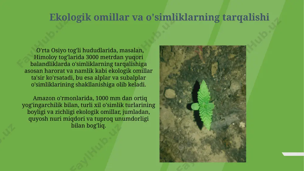 lik xaritalari butunlay boshqacha ko'rinishda bo'lib, alp o'tloqlari va kam zich o'rmonlarning tarqalishini ko'rsatadi. relyefning ahamiyati relyefning balandligi, masalan, 3000 metrdan yuqori togʻli hududlarda, oʻzbekistonning pamir-alay togʻ sistemasida, oʻsimliklarning endemik turlarining tarqalishiga sezilarli taʼsir koʻrsatadi. relyefning qiyaligi 15-25 gradus oraligʻida boʻlgan janubiy yon bagʻirlari, oʻzbekistonning qashqadaryo viloyatida, quyosh nurining koʻproq tushishi tufayli issiqsevar oʻsimlik turlarining oʻsishi uchun qulay sharoit yaratadi. o'simliklarning geografik tarqalishi o'simliklarning 70% dan ortig'i tropik mintaqalarda, masalan, amazon o'rmonlari va kongo havzasida, yuqori bioxilma-xillik bilan ajralib turadi. yovvoyi bug'doyning markaziy osiyodagi (qozog'iston, tojikiston) turli xil navlari global seleksiya dasturlarida muhim rol o'ynaydi va 100 dan ortiq navlar ma'lum. o'simliklarning himoyasi va muhofazasi tojikistonning pomir tog'larida joylashgan 2000 metr balandlikdagi hududlarda o'sadigan endemik o'simliklar turining muhofazasi uchun xalqaro hamkorlik loyihalari amalga oshiriladi. o'simliklarning 30% dan ortig'i, xususan, orol dengizi atrofidagi 100 ming gektar maydonni egallagan tuproq eroziyasiga chalingan hududlarda, maxsus himoya choralari talab etiladi. e'tiboringiz uchun rahmat @taqdimot_robot …