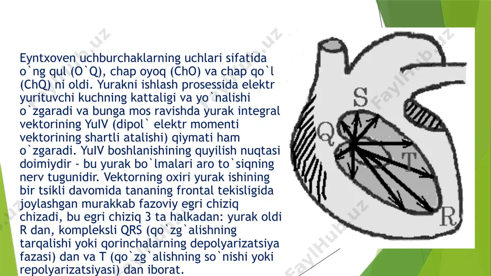 elektrokardiografiya (еkg) - Page 5