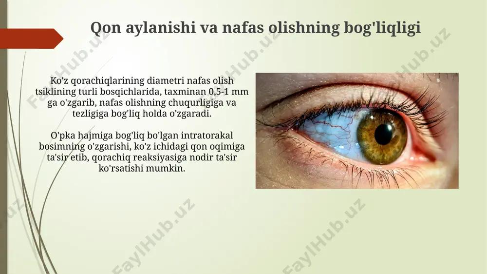 di. vizual ma'lumotlarni qayta ishlash vizual ma'lumotlarni qayta ishlash jarayonida inson miyasi sekundiga 10 10 bitgacha ma'lumotni qayta ishlashga qodir, bu esa murakkab tasvirlarni tezda tahlil qilish imkonini beradi. inson ko'zining retinasida joylashgan 120 million tayoqcha va 6 million konus hujayralari vizual ma'lumotlarning rang, yorqinlik va shakl xususiyatlarini aniqlashda muhim rol o'ynaydi. nafas olish tizimi nafas olish tizimi o'pka alveolalarida taxminan 300 million kapillyar to'rlariga ega bo'lib, gaz almashinuvi samaradorligini oshiradi. inson tanasida nafas olish harakatlarini boshqaruvchi diafragma mushaklari daqiqada 12-16 marta qisqarib, 5-8 litr havo almashinuvini ta'minlaydi. nafas olish mexanizmi nafas olish jarayonida diafragma taxminan 1 sm ga tushib, ko'krak qafasining hajmini 500 ml ga oshiradi, bu o'pkaga havo kirishiga olib keladi. inson o'pkalarining umumiy sirt maydoni taxminan 70-100 kvadrat metrni tashkil etadi, bu gaz almashinuvi uchun katta sirt maydonini ta'minlaydi. o'pkaning tuzilishi o'pka to'qimasining elastikligi va qovurg'a qafasi mushaklarining harakati nafas olish jarayonida o'pkaning hajmini 5 litrgacha o'zgartirishi …