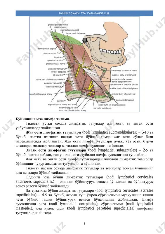 bo'yinning yuza qon to'mirlari va nervlari - Page 3