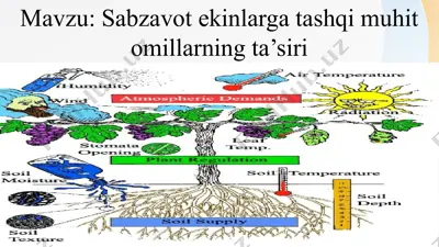 sabzavot ekinlarga tashqi muhit omillarning ta’siri — PPTX