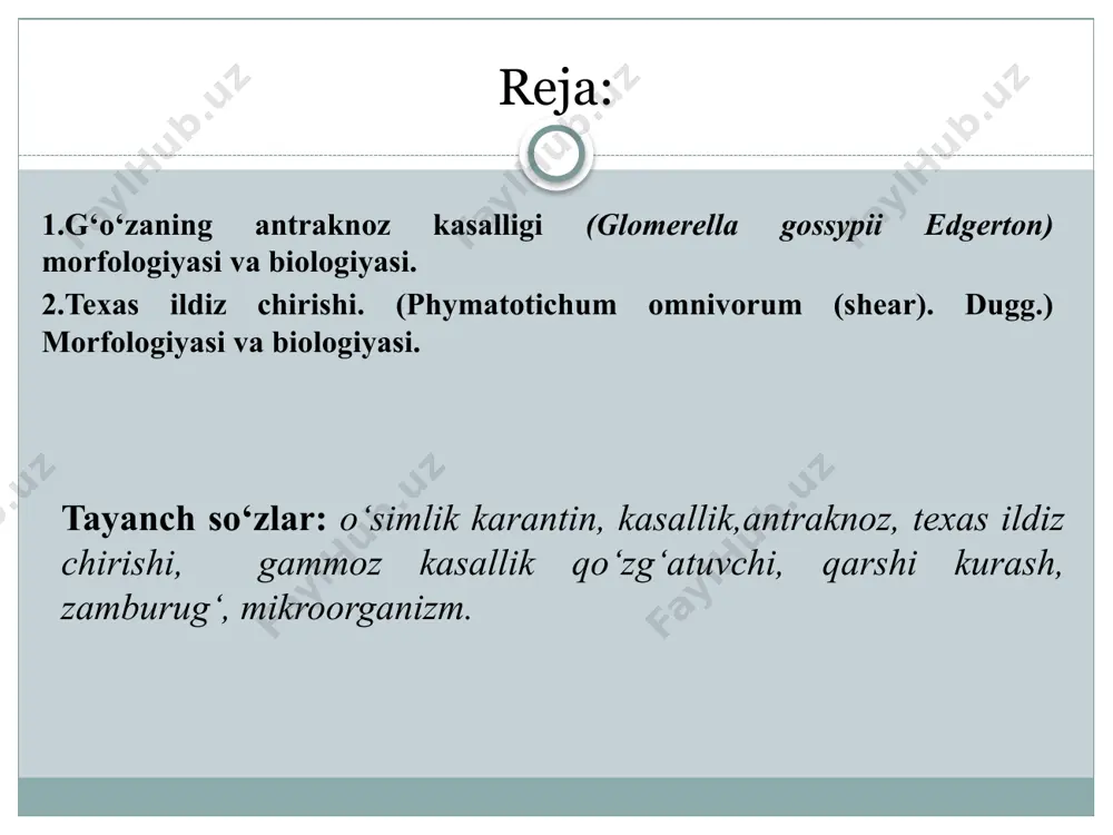 mas danoq yoki unib chiqqandan keyin namayon bo‘ladi. kasallangan urug‘palla va gipokotilda dastlab kichik dog‘lar paydo bo‘lib, keyinchalik qizg‘ish hoshiyali to‘q qo‘ng‘ir tus oladi. nixollar kasallanganda ildiz bo‘g‘izida poyani o‘rab oluvchi qizg‘ish dog‘lar paydo bo‘ladi, ko‘chat larning barglari sarg‘ayadi, ular yotib chiriy boshlaydi. dog‘lar ustida konidiyalardan iborat bo‘lgan yostiqchalar xosil bo‘ladi. ko‘sak shakli. kasallik ko‘sak paydo bo‘lish davrida paydo bo‘l sa uning chanoqlarida dastlab kichik, dumoloq, o‘rtasi biroz botiq qizg‘ish - qo‘ng‘ir yoki to‘q qo‘ng‘ir yoki qizil dog‘lar paydo bo‘lib, qizg‘ish xoshiya bilan o‘raladi. dog‘lar o‘sib, qo‘shilib ko‘sakning yarmini qoplaydi. qulay sharoit bo‘lgan da dog‘lar usti xamirsimon, kulrangdagi konidiyalar epider misni yorib chiqqan yostiqchalar bilan qoplanadi. ko‘saklar yosh vaqtida kasallansa ular ochilmaydi va butunlay chirib ketadi. bunday kusaklarning tolasi va urg‘lari bir biriga yopishib chiriydi. o‘simlik meva bandlari kasallanganida ko‘saklar tushib ketadi. g‘o‘zaning antraknoz kasalligi antraknoz kasalligini qo‘zg‘atuvchisi (deuteromycetes) takommilashmagan zamburug‘lar sinfi melanconiales tartibi vakili glomerella gossypii edgerton. xisoblanadi, bazi …