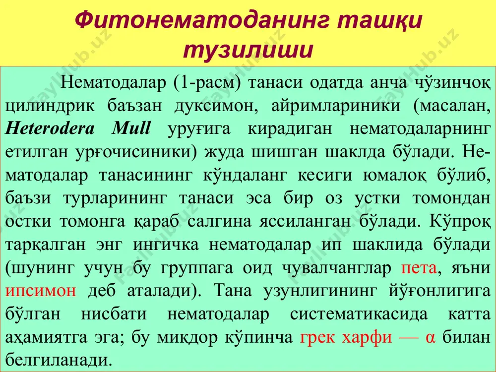 каналдан иборат, бу каналлар тананинг ён йўлларига жойлашган. бу каналлар нематода танасининг олдинги қисмида, ён йўллардан ташқарида бир-бири билан қўшилиб, битта тоқ қисқа канал ёки резервуар ҳосил қилади; бу канал чувалчанг танасининг олдинги қисмида остки томондаги битта тешикка туташади. бошқа нематодалар тана бўшлиғида эса ҳаммаси бўлиб битта йирик, кўпинча узунчоқ экскретор ҳужайра бўлади. бу ҳужайранинг ташқарига очиладиган тешиги бўлади ёки тешиги бўлмайди. ташқарига очиладиган тешиги бўлмаган тақдирда ҳужайра сўриб олган экскреторларни ўзида сақлайди. жинсий система. жуда кўпчилик нематодалар айрим жинсли, фақат озгина турга оид нематодалар гермафродит бўлади. нематода танаси ингичка бўлгани туфайли жуфт органлар одатда бир-бирига параллел ҳолда жойлашмай, балки булардан бири олдинги томонга, иккинчиси эса орқа томонга қараб йўналган бўлади. баъзи нематодалар тухуми бачадонда ривожланиши ва нематода тирик бола туғиши ҳам мумкин. жинсий органлар системаси тана бўшлиғида жойлашган жуфт узун найчалардан иборат бўлиб, урғочисида тухумдон, тухум йўли ва бачадон деб аталадиган кисмларга бўлинади. урғочи бўртма нематоданинг жинсий тешиги гавдасининг …