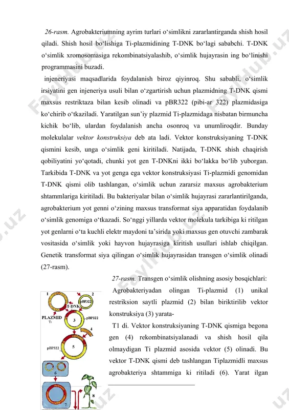 jayrasi zararlantirilganda, agrobakterium yot genni o‘zining maxsus transformat siya apparatidan foydalanib o‘simlik genomiga o‘tkazadi. so‘nggi yillarda vektor molekula tarkibiga ki ritilgan yot genlarni o‘ta kuchli elektr maydoni ta’sirida yoki maxsus gen otuvchi zambarak vositasida o‘simlik yoki hayvon hujayrasiga kiritish usullari ishlab chiqilgan. genetik transformat siya qilingan o‘simlik hujayrasidan transgen o‘simlik olinadi (27-rasm). 27-rasm. transgen o‘simlik olishning asosiy bosqichlari: agrobakteriyadan olingan ti-plazmid (1) unikal restriksion saytli plazmid (2) bilan biriktirilib vektor konstruksiya (3) yarata- t1 di. vektor konstruksiyaning t-dnk qismiga begona gen (4) rekombinatsiyalanadi va shish hosil qila olmaydigan ti plazmid asosida vektor (5) olinadi. bu vektor t-dnk qismi deb tashlangan tiplazmidli maxsus agrobakteriya shtammiga ki ritiladi (6). yarat ilgan rekombinant agrobakteriya o‘simlik protoplast bilan birga sun’iy sharoitda o‘stirilganda (7) vektor (8) o‘simlik genomiga rekombinatsiya bo‘ladi. transformatsiya qilingan o‘sim lik hujaraysi bo‘linishi natijasida ma’lum bir programma bo‘yicha rivojlanadigan hujayralar to‘plami hosil bo‘ladi. bunday to‘plam kallus to‘qima deb ataladi. kallus to‘qima hujayralaridan …
