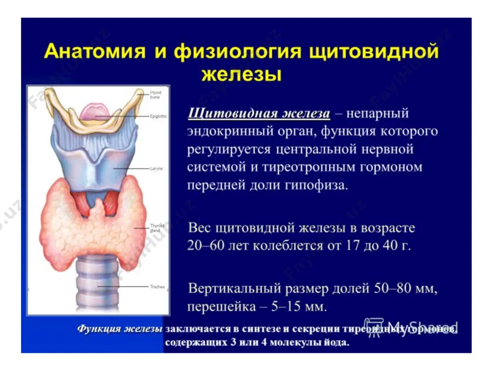 ный) период от момента воздействия неблагоприятного фактора и развитием рщж в среднем составляет 5-10 лет, но может быть удлинен до 35-40 лет. симптомы рака щитовидной железы начальные симптомы рщж могут быть разнообразными и характерными не только для этой опухоли. основным симптомом рщж у детей является появление асимметрии и деформации передней поверхности шеи, видимые на глаз. впоследствии могут развиться ощущения дискомфорта или инородного тела при глотании, неудобства при повороте головы и чувство стеснения одеждой. увеличение щитовидной железы проявляется наличием небольшого безболезненного узелка, склонностью к его росту и уплотнению. это образование в начальном периоде заболевания легко смещается при глотании. нередко ребенок наблюдается и лечится по поводу предполагаемого воспалительного процесса лимфатических узлов, и только спустя длительный период времени (до 2 и более лет) устанавливается диагноз рщж с вовлечением шейных лимфатических узлов. существуют варианты быстрого и агрессивного роста опухоли с поражением окружающих тканей и обширным распространением процесса (метастазированием). наличие увеличенных лимфатических узлов на шее …