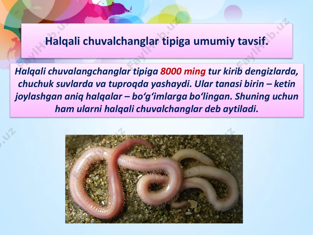 ) ekanligi ularning morfologik tuzilishi va boshqa xususiyalaridan ravshandir. kо‘p qilli halqali chuvalchanglar (polychaeta) mazkur sinfining avlodlaridan rivojlangan (yoki shular bilan bir vaqtda, bir xildagi daslabki avloddan paydo bо‘lgan) va hozirgi davrda nihoyatda xilma-xil ravshda dengiz layoqatlashgan va shu munosabat bilan juda kо‘p turlar hosil qila olgan sinfdir. umuman halqali chuvalchanglarning qanday dastlabki formalaridan paydo bо‘lishi masalasi, professor s.v. averensev va v.f. natalilar ta’kidlagani kabi, hozirgacha aniqlangan emasdir. bu sohada bayon etilgan bir necha xil faraziyalar mazkur masalani ravshan hal etib bera olmaydi. halqali chuvalchanglar o‘rtasida eng qadimgilari birlamchi halqalilar (archiannelidae) ekanligi ularning morfologik tuzilishi va boshqa xususiyalaridan ravshandir. ko‘p qilli halqali chuvalchanglar (polychaeta) mazkur sinfining avlodlaridan rivojlangan (yoki shular bilan bir vaqtda, bir xildagi daslabki avloddan paydo bo‘lgan) va hozirgi davrda nihoyatda xilma-xil ravshda dengiz layoqatlashgan va shu munosabat bilan juda ko‘p turlar hosil qila olgan sinfdir. adabiyоtlar: 1. g.g.abrikosov va boshqalar. «zoologiya» 1 - 2 jilt. t: 1966. …
