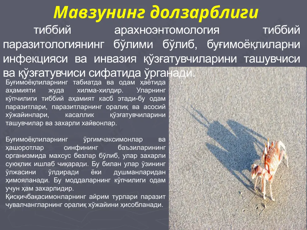 куми(27000) каналар туркуми(25000) чаёнлар туркуми (около 700 та тур) – қуруқлик буғимоёқлиларнинг энг қадимгиси ҳисобаланади. 4 ташқи тузилиши ўргимчаксимонларнинг ўзига хос хусусиятлардан бири улар танасининг қисмларини ўзаро қўшилиб, яхлитлашиши ҳисобланади, яъни бош-кўкрак ва қорин. нисбатан содда тузилган турларида(фалангалар) бу бўлимлар алоҳида жойлашган. чаёнларда қорин қисми фақат бўғимларга ажралган, ўргимчакларда эса қорин бўлими бўғимларга ажралмаган, каналарда танасибош-кўкрак ва қорин бўлимларига ажралмаган. бош-кўкракда 6 жуфт оёқлар жойлашаган:хелицералар(захарли безларнинг йўллари билан), улар озиқни ушлаш ва майдалашга мослашган, оёқ пайпаслагичлар(педипальпалар), улар озиқни тутиб туриш ва спермани жинсий йўлларга ўтказилишини ва 4 жуфт юриш оёқлари бор ўргимчаксимонларнинг ўлчами: 0,1 мм - 30 см. 5 нерв системаси ўргимчаксимонларда бош-кўкракнинг олдинги қисмида ягона нейронлар тўплами бош-кўкрак нерв массаси пайдо бўлган. сезги органларидан пайпаслагичлар (танаси ва оёқларидаги сезгир тук-чалар) ва хид билиш ривожланган. кўриш органи жуда кучсиз ривожлан-ган, бир неча жуфт оддий кўзлари бор. ички тузилиши овқат хазм қилиш системаси кўпчилик ўргимчаксимонлар йиртқич, ярим суюқ озиқ билан озиқланишига …