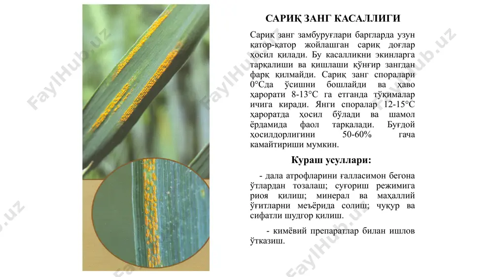 арга ўтади. касаллик ҳаво ҳарорати 15-20°с ва нисбий намлиги 80-90% бўлганида жуда ҳам тез тарқалади ва ривожланади. буғдой ҳосилдорлигини 25-30% гача камайтириши мумкин. кураш усуллари: дала атрофларини ғалласимон бегона ўтлардан тозалаш; суғориш режимига риоя қилиш; минерал ва маҳаллий ўғитларни меъёрида солиш; чуқур ва сифатли шудгор қилиш. кимёвий препаратлар билан ишлов ўтказиш. септориоз касаллик тошкент, самарқанд, жиззах ва қашқадарё вилоятлари ва фарғона водийсида кенг тарқалган. септориоз касаллиги буғдой баргларида қора мева таначаларини ҳосил қилади. бу мева таначалардан конидиялар чиқиб ёмғир ва шамол ёрдамида бошқа ўсимликларга ўтиб тарқалади. замбуруғнинг пикнидиялари ва мицелийлари қишловдан чиқиб баҳорда ёш ўсимлик майсаларга тарқалади. буғдой ҳосилдорлигини 35-45% гача камайтириши мумкин. кураш усуллари: - суғориш режимига риоя қилиш; дала атрофларини бегона ўтлардан тозалаш; алмашлаб экиш; ерни чуқур шудгор қилиш. - фунгицидлар пуркаш. бошоқ фузариози буғдойнинг бошоқ ва донларини зарарлайди. касаллик манбаи ғалласимон бегона ўтлар, тупроқ ва ўсимлик қолдиқлари ҳисобланади. ёмғир, шамол ва ҳашаротлар орқали тарқалади. буғдойнинг бошоқлаш фазасида …