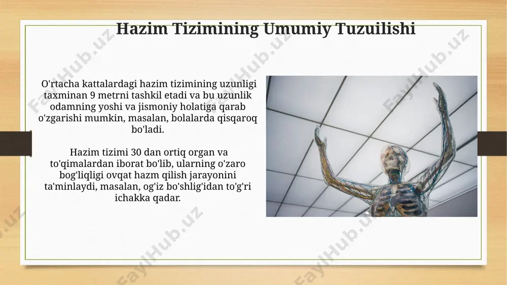 hazim sistemasi anatomiyasi - Page 3