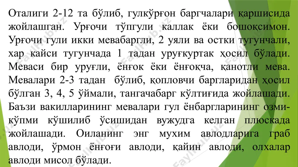 қайиндошлар (ветulасеае) оиласи - Page 4
