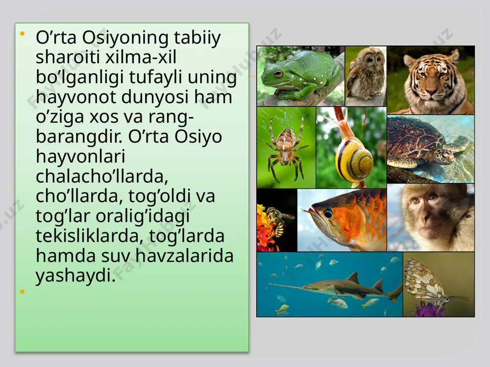 alakesagi yashaydi. ilonlardan bog’ma iloni, o’qilon, zaharli charxilon va ко`lvor ilon, ko’zoynakli ilonlar ko’p. yirtqich hayvonlardan tulki, chiyabo’ri, qum mushugiva boshqalar yashaydi. qizilqumdagi saksovulzorlarda buxoro kiyigi – xongul bor. qushlardan saksovul to`rg`ayi, cho`l moyquti (slavka), cho`l qarg`asi, cho‘l qarqunog’i, saksovul chumchug’i va boshqalar uchraydi. tog’ havvonlari balandlik mintaqalariga bog’liq holda tarqalgan. chalacho’l balandlik mintaqasining hayvonot dunvosi chala cho’l hayvonot dunyosi bilan bir xil (kemiruvchilar, yirtqichlar). tog’ quruq cho’llarda tulki, bo’ri, jayron, sirtlonyashaydi, ammo bu mintaqada cholga xos bo’lgan hayonlar (qo’shovoq, qum sichqoni, ingichka barmoqli yumronqoziq) uchramaydi. keng bargli o’rmonlarda jayron, ayiq, to`ng`iz, bo`rsiq uchraydi. to’ng’iz, asosan, daryo bo’ylarida ko’proq tarqalgan. bu mintaqada qushlardan jannat xashoratxo`ri, kaptar, mayqut, oq boshli sa`va, bulbul va boshqalar bor. ignabargli o’rmonlarda elik (kiyik), jung’onva olatovida maral (bug`u), yirtqich hayvonlardan silovsin, o’rta osiyo latchasi, ayiq, marnul (yettisuvda) uchraydi. archazorlarda o’rmon sichqonlari, tog` sichqonlari, qushlardan boltatumshuq, tog` sariq chumchug`i va tog` kakligi mavjud. baland tog’ yaylovlarida (subalp …