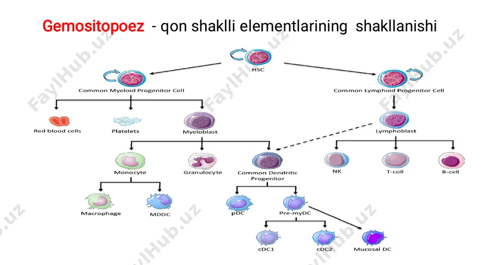 ar 1kunda 10¹¹ qon hujayrasi ishlab chiqariladi       i – ii sinf gemopoetik hujayralar lokalizatsiyasi: suyak ko`migi repopoulyatsiya – sirkulatsiyaga tushgan qon elementlarining boshqa qon hosil qiluvchi organga borib o`rnashishi morfologiyasi: kichik limfotsitlarga o`xshash bir biridan farqlanmaydi(farqi yuzasidagi antigenda) differensirovka genom darajasida ketadi bu hujayralar koloniya shakllantiradi      xususiyatlari: i sinf (gemopoetik asos hujayra) nisbatan kamdan kam bo`linadi qon hosil qiluvchi organlarda ulushi juda oz bo`linishni aktivatorlari: il-3 ksf(koloniya stimullovchi faktor)         ii sinf ko`proq differensiallashgan qisman determinatsiyalashgan differensirovka 2 yoki undan ko`proq yo`nalishda bo`lishi mumkin(oligopotent hujayra) bu sinfdagilar: khqh – gne (granulotsit-neytrofil, eritrotsit) khqh – gm (granulotsitlar, monotsitlar) khqh – mgse (megakariotsit, eritrotsit) khqh – kolloniya hosil qiluvchi hujayralar •       iii sinf unipotent – bir yo`nalishda rivojlanishi khqh – m -> monotsit khqh – b -> bazofil …