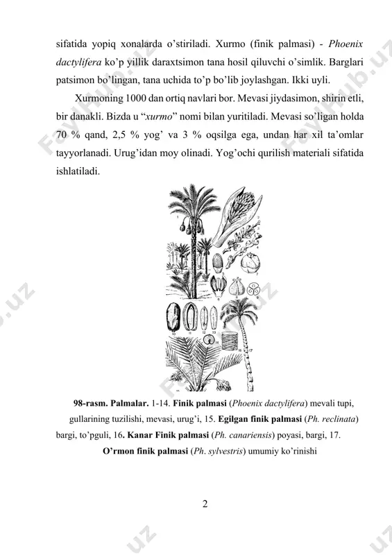 ra) mevali tupi, gullarining tuzilishi, mevasi, urug’i, 15. egilgan finik palmasi (ph. reclinata) bargi, to’pguli, 16. kanar finik palmasi (ph. canariensis) poyasi, bargi, 17. o’rmon finik palmasi (ph. sylvestris) umumiy ko’rinishi 99-rasm. suvpiyoz (butomus umbellatus): 1. umumiy ko’rinishi, 3-9. gul qismlari, 10. mevasi, 11. urug’i bulduruqo’tkabilar kichik ajdodi – alismatiidae suvpiyoznamolar qabilasi – alismatales suvpiyozdoshlar oilasi – alismataceae bu oila vakillar suvda, sernam erlarda o’sadigan ko’p yillik o’tlar. ularning barglari lentasimon yoki qilichsimon bo’lib, ildiz bo’g’zidan chiqqan. poyasi bargsiz, uchi soyabonsimon to’pgul bilan tugaydi. gullari ikki jinsli, aktinomorf. pushti rangli. gulqo’rg’on barglari ikki doirada joylashgan. oila 4 turkum 7 turdan iborat. ular yer sharining barcha tpropik va subtropik mintaqalarida. oilaning suvpiyoz – butomus turkumining oddiy suvpiyoz – butomus umbellatus turi ko’llar, sekin oqadigan suvlar, sholipoyalar va ariqlar bo’yida o’sadi (99-rasm). uning ildizpoyasidagi ko’p miqdorda kraxmal to’planadi. bundan tashqari shakar, oqsil va kamroq yog’ to’planadi. dorivor o’simlik. yashilgulnamolar qabilasi – najadales …