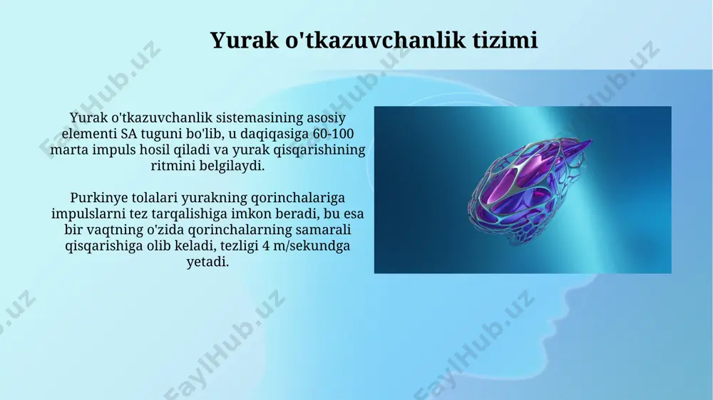 yurak tuzilishi - Page 5