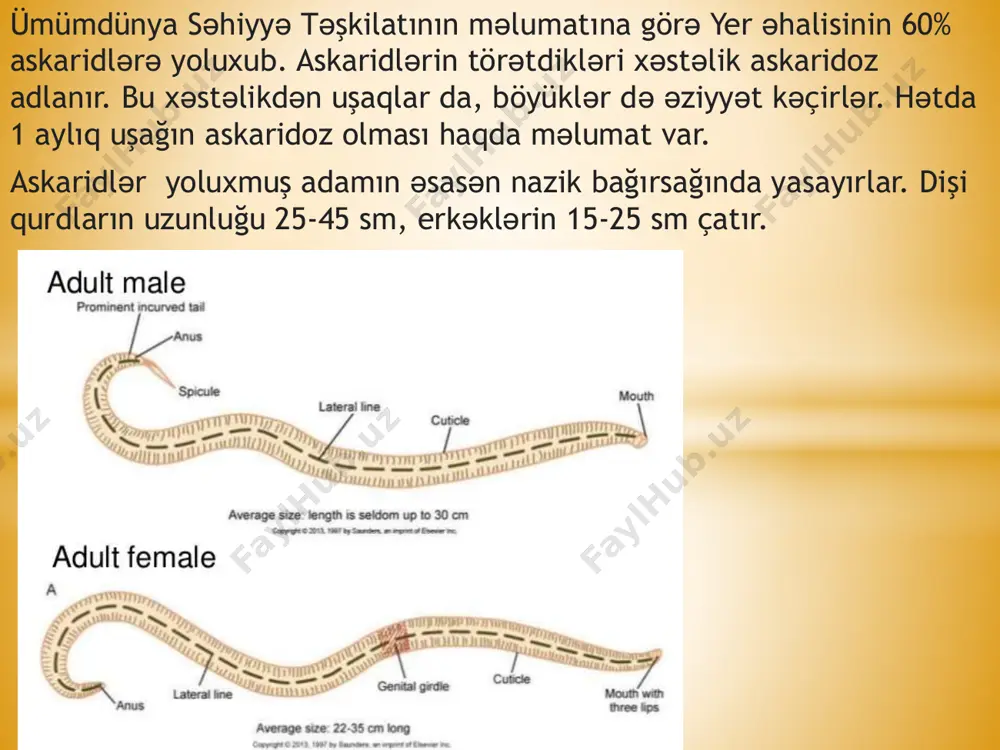 cis analizində askarid yumurtası aşkar edilmirsə, bu hələ o demək deyil ki askaridoz yoxdu. nadir yerlərdə askaridləri və bir neçə başqa parazitləri qan analizi ilə diaqnoz edirlər.bu üsulla qanda qurdlar yox, onlara qarşı əmələ gələn anticisim aşkar edilir.anticisim yoluxmadan təhminən 1 ay sonra əmələ gəlir. ona görə də, anticisim əmələ gələnə kimi qan analizi səhv olaraq, yoluxmanı göstərmir.anticisim qanda parazitlər məhv olandan sonra da qalır. deməli, askaridlər məhv edilsədə qan analizi, səhv olaraq, onların sağ olmasını göstərir! müalicəsi həkim məsləhəti ilə müvafiq antihelmint terapiya başladılır. diqqətinizə görə təşəkkür edirəm