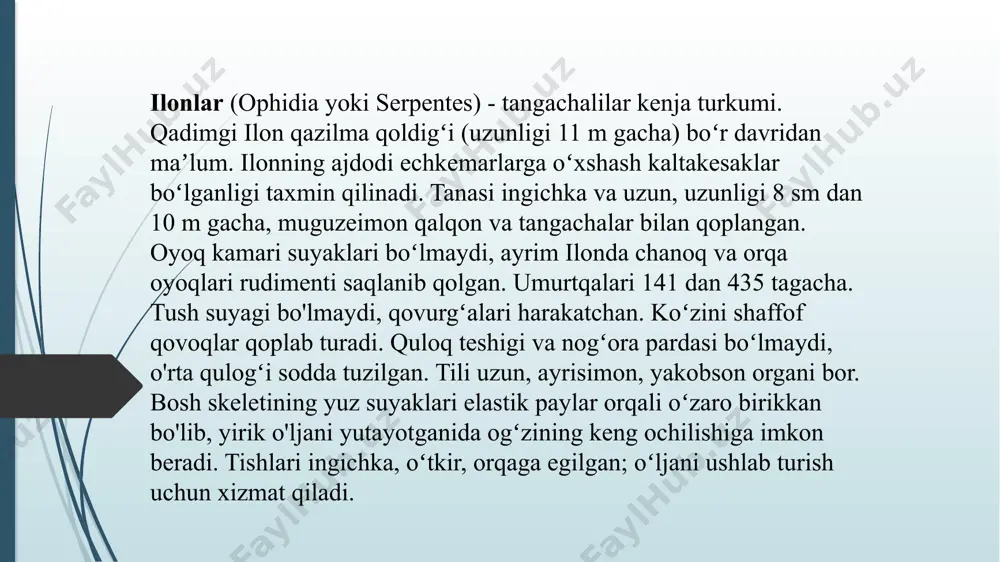 ida uzunasiga qora rangli ko‘ndalang yo‘llari bor, ularning old tomonidagilari pastki yuzasiga o‘tib ketadi. hindistonda yashaydigan kobralarning ensasida ko‘zoynakka o‘xshash naqshi bo‘lgani uchun ular ko‘zoynakli ilon deb ataladi. o‘zbekistonda kobra faqat bobotog‘da, hisor tizma tog‘larining tog‘ oldilarida va surxondaryo vodiysida nisbatan ko‘proq uchraydi. qarshi dashtida birmuncha kamroq, zarafshon va nurota tizma tog‘larida esa undan ham kam uchraydi. sharqda uchraydigan eng so‘nggi punkti — xovos atroflaridir. hatto bobotog‘da ham bir kunda ikkitadan ortiq ilon uchratish qiyin, odatda, ekspeditsiyalar vaqtida kamdan-kam, ya’ni bir oyda bitta kobrani uchratish mumkin. o‘zbekistonda kobra quruq yon bag‘irlarda, kemiruvchilar inida yashaydi. vodiylarda va aholi yashaydigan punktlarda kamdan-kam uchraydi. masalan, bu ilon bir kuni surxondaryo oblastida sho‘rchi qishlog‘i chekkasidan, boshqa safar samarqanddan tutilgan edi. qishlovdan, odatda aprelda chiqadi. bahorda kunduzi, keyin esa faqat ertalab va kechqurun aktiv yashaydi, yozda ko‘pincha kechasi ovga chiqadi. qurbaqa, kaltakesak va ilonlarni xush ko‘rib eydi, uning oshqozonidan ikki marta zaharli qum efasini va …